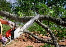 Harwich Port, MA Tree Care  Company